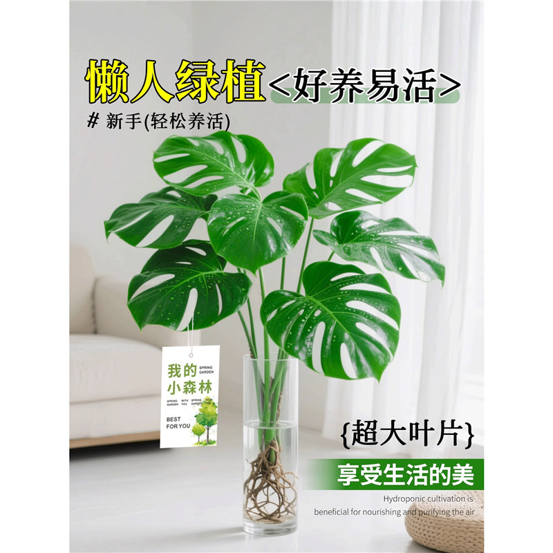 Monstera Hydroponic Plant All Year Round Green Plant Indoor Potted Plant Living Room Office Desktop Large Leaf Old Stump Water Bamboo