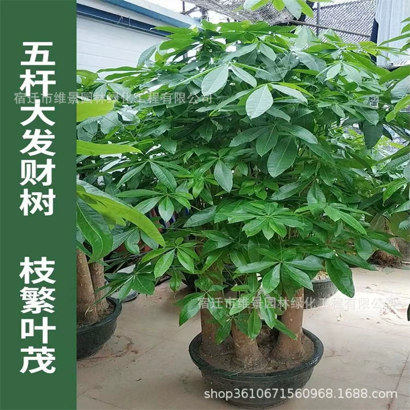 Вилла компания офис Большое состояние дерево в горшках пятиполюсный три больших шаг за шагом Крытая гостиная Настоящее зеленое растение