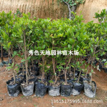 四季软枝人心果树苗 广西仁心果越南大果人心果树苗 庭院盆栽地栽