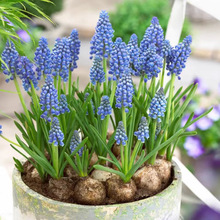 进口葡萄风信子种球土培水培套餐室内耐寒易活多年生盆栽花卉种子