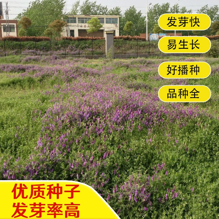 Семена Shadawang — многолетнее кормовое зеленое удобрение, солестойкое, засухостойкое, морозостойкое, ветроустойчивое, пескостойкое и устойчивое к тонкому почвенному покрытию трава для защиты склонов.