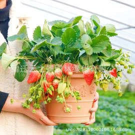 批发四季草莓苗盆地栽南北阳台室内外种植当年结果奶油红颜草莓秧