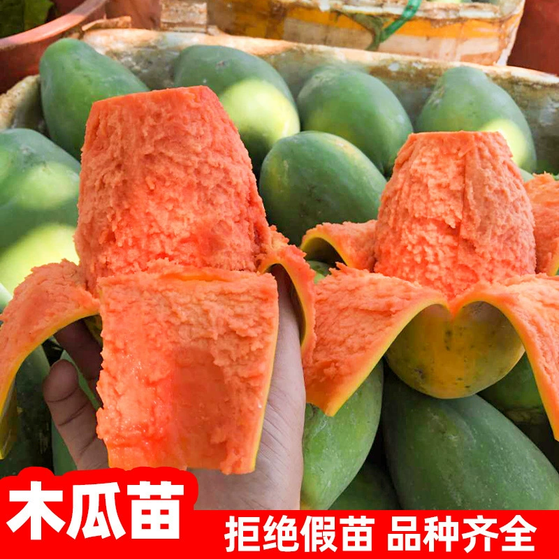 Саженцы папайи карликовое Красное Сердце молочный кристаллический сахар саженцы плодоносят в год четыре сезона посадки на севере и юге горшечные растения