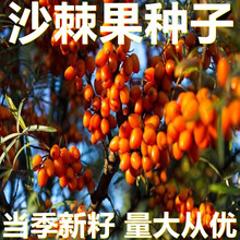 ɳ�����N�� 250-500�˴��bɢ�b �a��ֱ�� �������� ͥԺˮ���N��