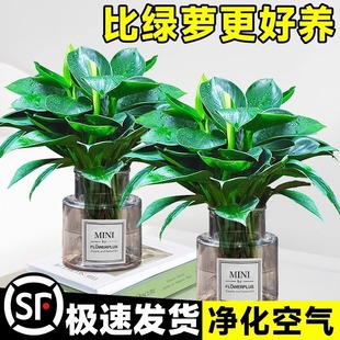 Golden Diamond Potted Hydroponic Plants Indoor Green Plants Desktop Ornaments Purify the Air Green Princess Easy to Grow Formaldehyde-Absorbing Plants