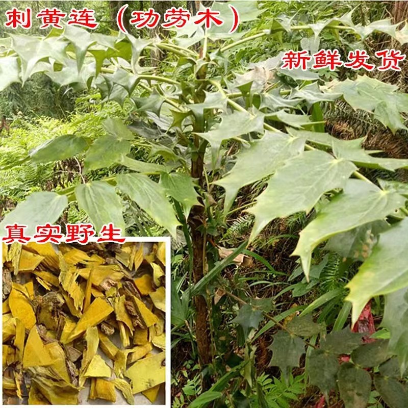 Wild Cihuanglian Sliced Berberis Root 500g Traditional Chinese Herb for Decoction and Tea key features