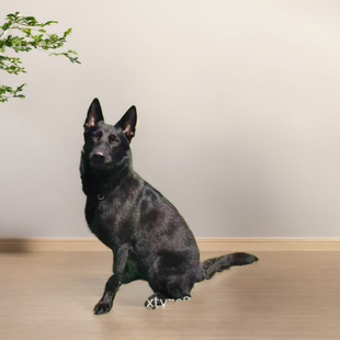 ���N�|������Ȯ��Ȯ���w�pѪ�y�|�¹���Ȯ�o�lȮ��Ȯ����Ȯ���ﹷ