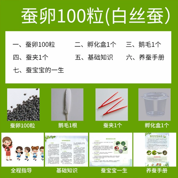 100 silkworm eggs + incubation box + feathers + silkworm clips + instructions