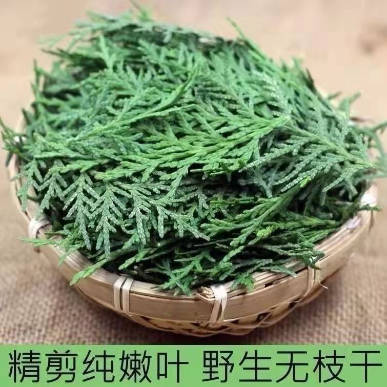 纯野生新鲜现摘侧柏叶扁柏叶柏树枝叶洗头发养发护法泡酒烟熏腊肉-阿里巴巴