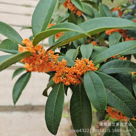 四季常青庭院别墅绿化大型桂花大棵金桂丹桂桂花树地栽盆栽批发