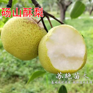 �Xɽ������� �޽����� �ִ��������箔��Y�������Ϸ������Nֲ