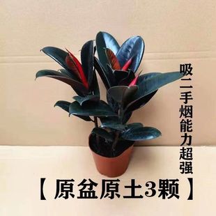 Rubber Tree Buy One Get One Free Black Diamond Potted Plant to Purify the Air Indoor Formaldehyde-Absorbing Four-Season Large-Leaf Green Plant