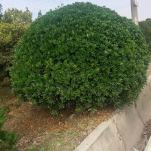 ��ͩ�� ���~�S�� �t���^ľ  С�^�G�� ��ɭŮ ���׶����е��G��