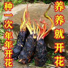 �������Ρ�˯ɏˮ��ֲ��ˮ����ɏ�����Kˮ�B����������ɏ�����o