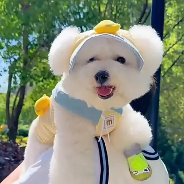 Шляпа для собаки, шляпа от солнца, летняя шляпа для защиты от солнца для щенков, рыбацкая шляпа с открытым ухом, шляпа от солнца для маленькой собаки Тедди Бишон