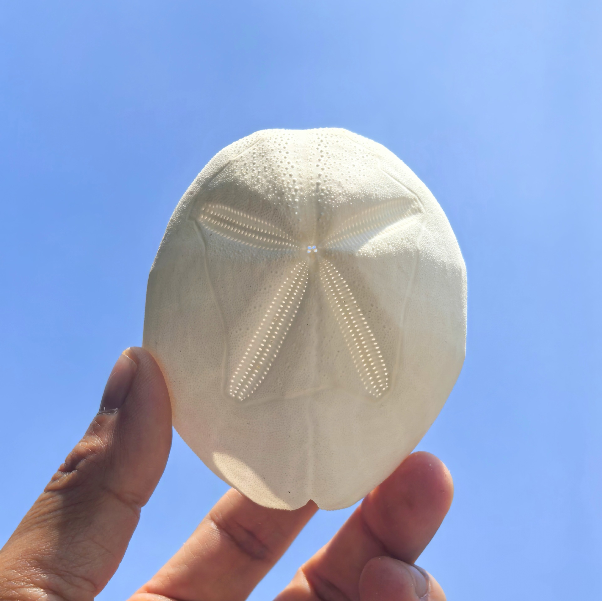 1 piece of Bianxianpot white sea urchin (6-7cm)