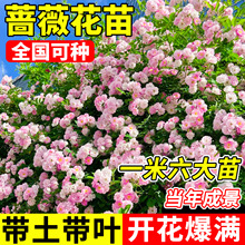 �Nޱ���������ļ��_�������ͺ����̨ͥԺ�����ٱ��Gֲ�ﻨ������