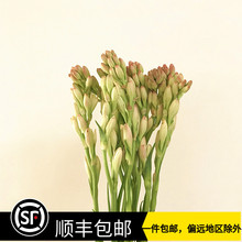 月下香 月下香品牌 图片 价格 月下香批发 阿里巴巴