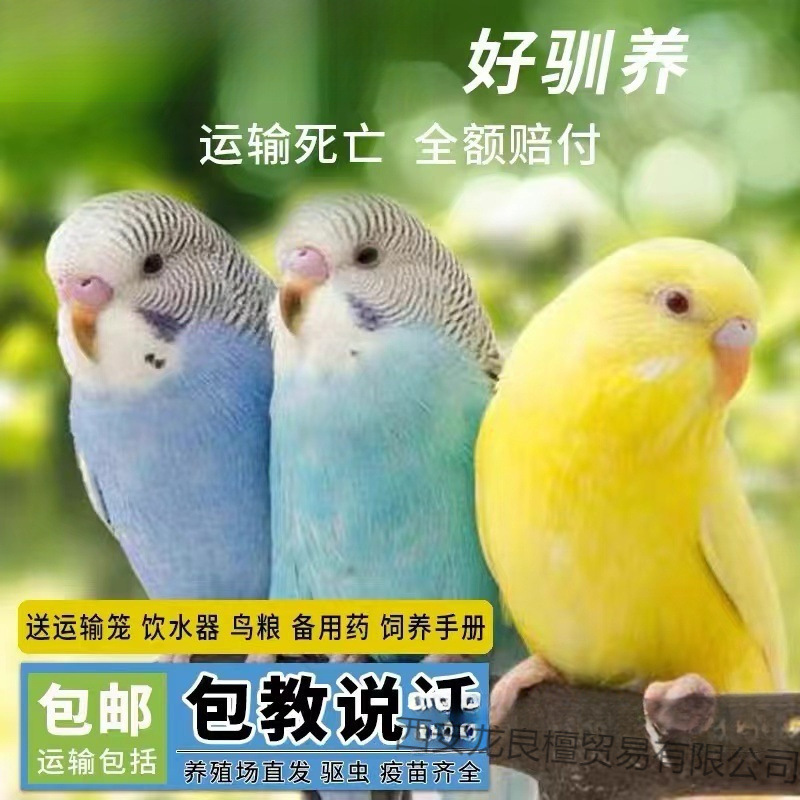 生きたオウム、生きた鳥、セキセイインコ、話す鳥、ペットの鳥、雲の斑点、小さな飼い慣らされたオカメインコ、生きた鳥|undefined