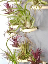 空气凤梨托架无土植物(活植物+实木圈支架磁铁吸冰箱装饰背景挂跨