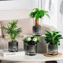 水培绿植四件套家居净化空气发财树袖珍椰子金钻栀子花好养网红植