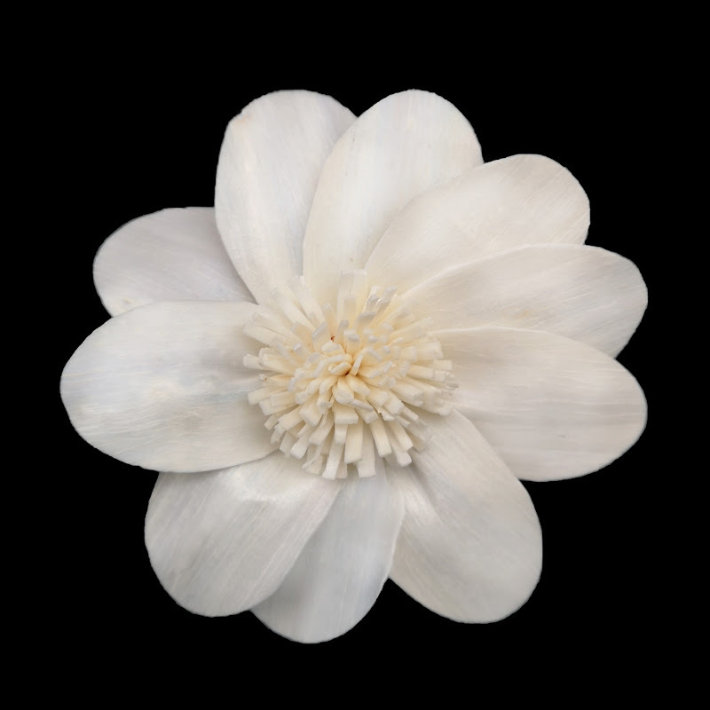 8cm白莲花