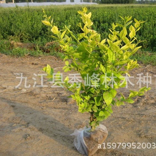 Саженцы Ligustrum, саженцы морозника H 80cm саженцы морозника с красными плодами H 1.2m оптом саженцы морозника с красными плодами