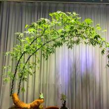 小叶簕竹成品盆景勒竹老桩室内茶室竹子盆栽四季常青竹子好养易活