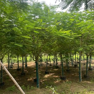 �����P��ľ���؃r��ȫ�چ�ľ���l�t��麈�r���^��ľ���^�����