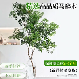 草种子;种子;草坪