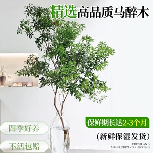 �ձ��M��С�~�R��ľˮ��ֲ��͏d�����r��֦�l�Gֲˮ�B�r���߼���