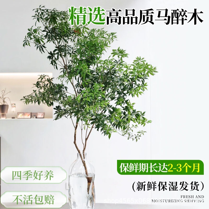 Japanese Imported Small-Leaf Horsewood Hydroponic Plant Living Room Potted Fresh-Cut Branches Green Plant Hydroponic Flowers High-End Japanese Imported Small-Leaf Horsewood Hydroponic Plant Living Room Potted Fresh-Cut Branches Green Plant Hydroponic Flowers High-End