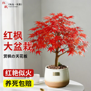 �Ї��t���ļ������辰�ͺ��t���������ձ��t�輧�Ϙ��҃ȿ͏dͥԺ