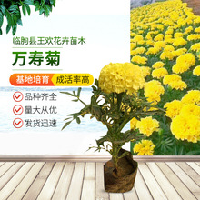 万寿菊工程绿化花海  公园小区单位租摆万寿菊盆栽蝎子菊金菊花