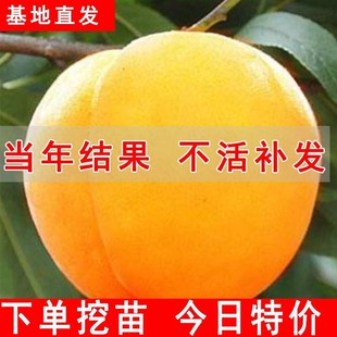 Yellow Peach Tree, Peach Tree Fruit Seedlings, Grafted Seedlings, Winter Peach Nectarine Tree Fruit Seedlings, Peach Seedlings Planted in the South and North, Fruiting in the Same Year