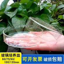 燒杯玻璃培養皿60/75/90/100/120細菌培養皿生物儀器耗材