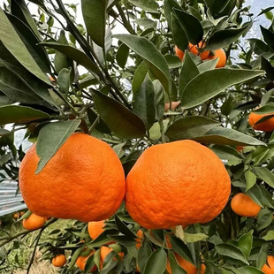 �����Ĵ���������Ҋ���r�ЋDˮ�����@ֱ�l