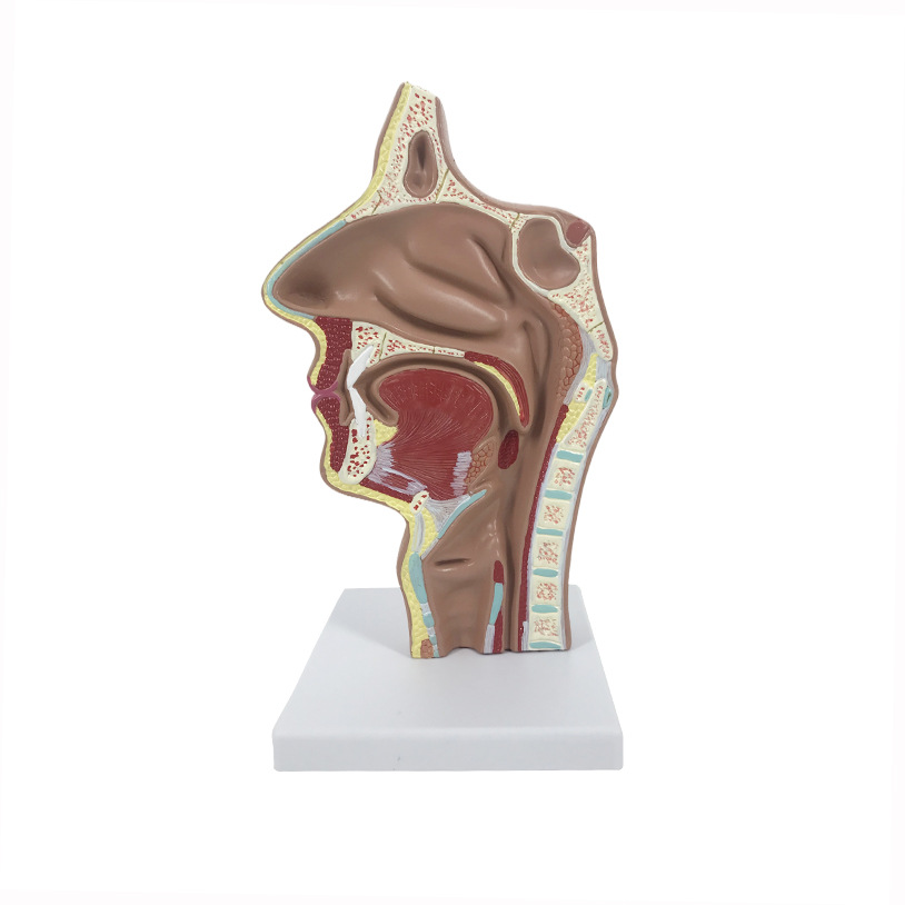 R021A nasal cavity oral longitudinal cut model