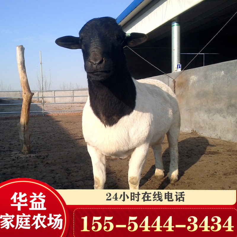 散养澳洲白绵羊 杜泊孕羊多少钱一只、黑头杜泊绵羊羔价格