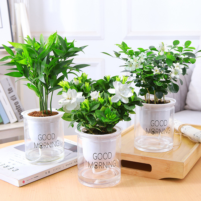 모기퇴치대나무 + 치자나무 + 구리향(좋아요 대야) + 영양액