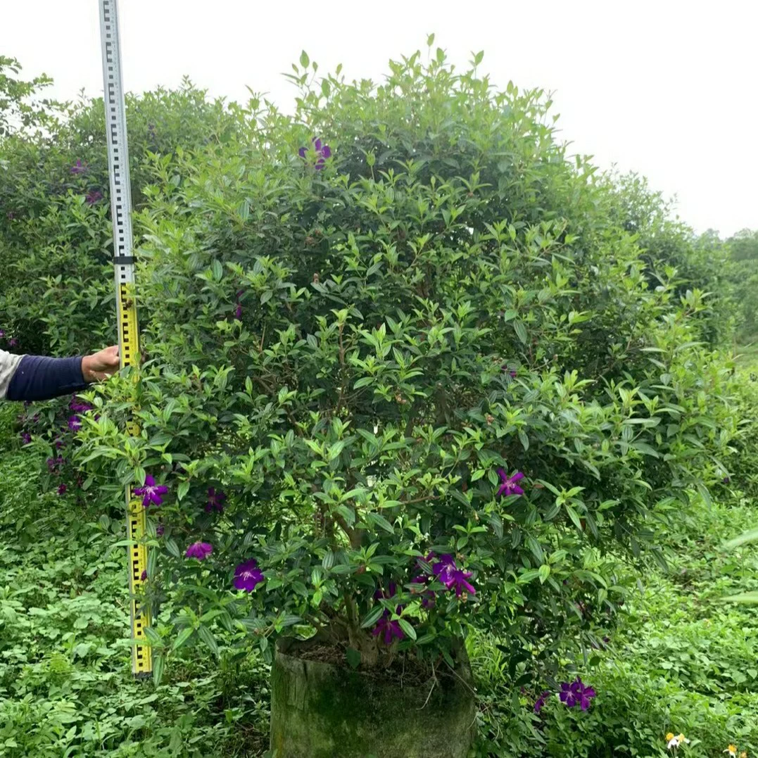 2310 садовая база оптовая поставка бразильского дикого пиона 1,5-2,5 м волосатого шарика