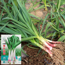 �ϰ׸���Ҷ������������ӲҶ�´г�������С��������ͺ��߲�����