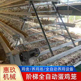 阶梯全自动蛋鸡笼加背负式喂料机捡蛋机自动化清粪捡蛋喂料鸡笼
