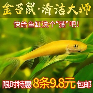 �Ꭷ��̦С�͵�ˮ�~�����������~������~���w�坍�����~�׽�̦��