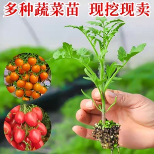 ǧ���}Ů���緬�����t���߲������ԷN�Ѳ��������������簫������