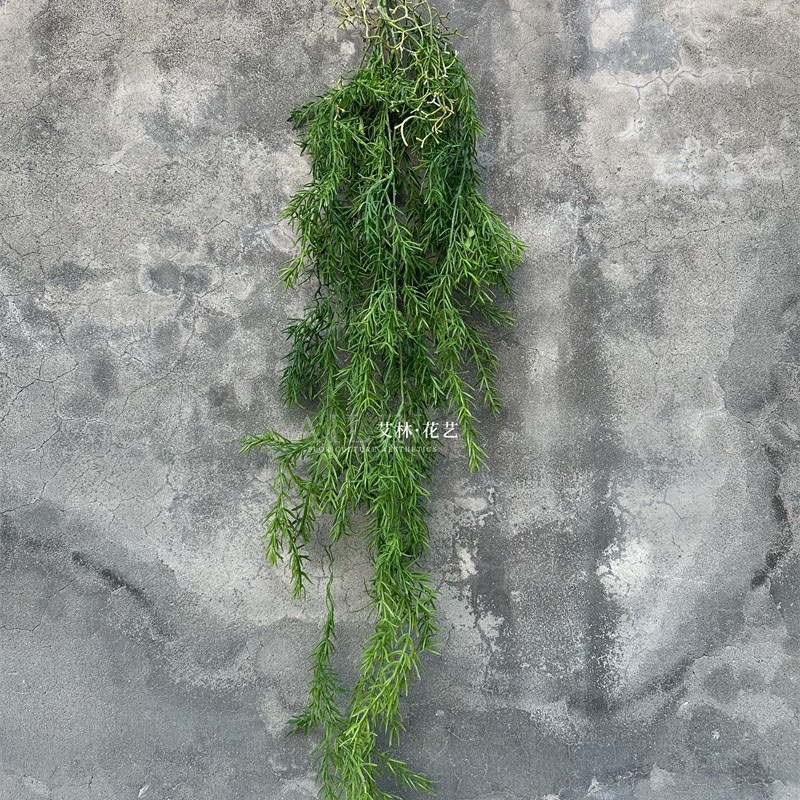 Ophiopogon japonicus