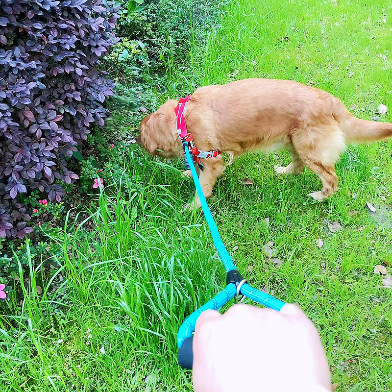 Fournitures pour animaux de compagnie à prix réduit, laisse pour chien, soie réfléchissante, poignée ronde en mousse de corde, résistante à l'usure et confortable_voghion.com