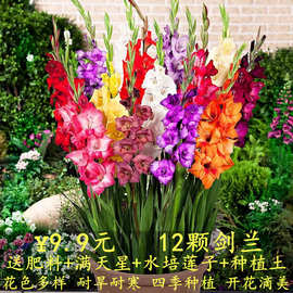 【12颗特价】剑兰多年生种球大球唐菖蒲种子好养花卉大全当年开花