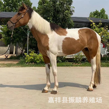 ���R���w�Bֳ �±����R���w �����O���m���R���㌙���R�Bֳ��