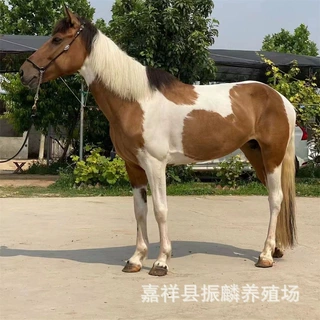 矮马活体养殖 德保矮马活体 宠物设特兰矮马迷你宠物马养殖场